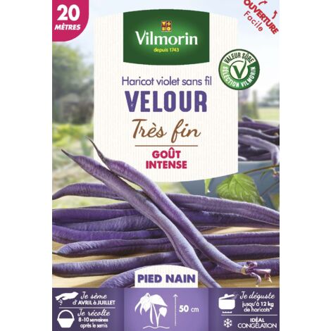 Haricot Nain Violet Velour - 20 m Vilmorin