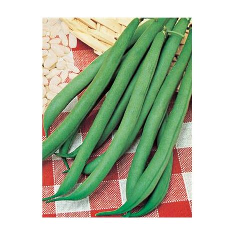 HARICOT RAMES PHENOMEEN - 150 G - Graines
