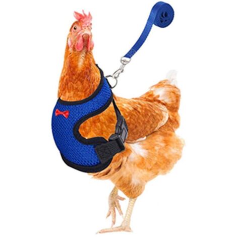 Harnais ajustable pour poule avec laisse – Veste respirante pour poule, canard, oie – 3.6 ft laisse d'entraînement extérieur bleu M