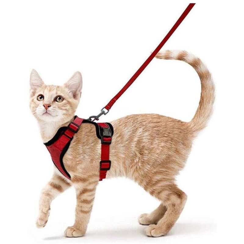 Harnais Chat Petit Chien Laisse Harnais Chaton Réglable Rouge Collier Harnai Chat Refléchissant Gilet Respirant pour Lapin, Chat Européen, Maine