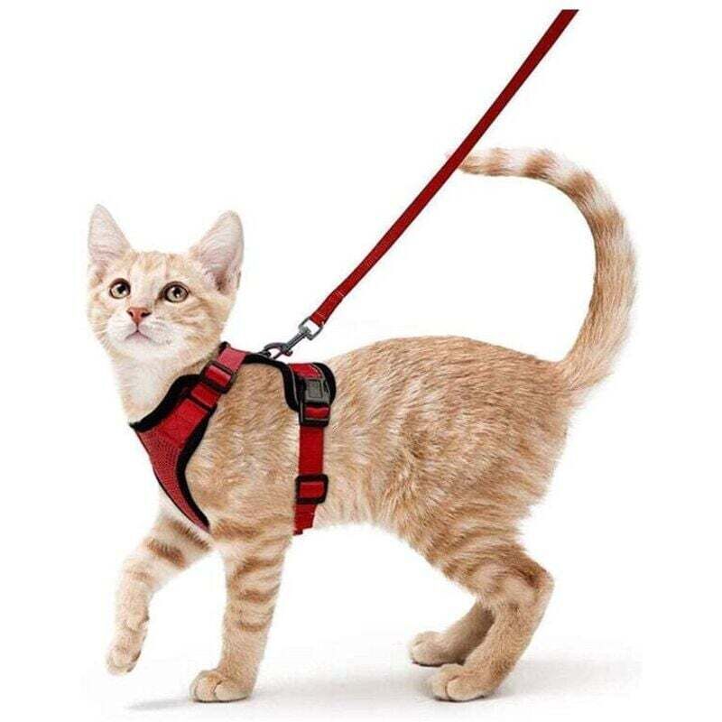 Harnais Chat Petit Chien Laisse Harnais Chaton Réglable Rouge Collier Harnai Chat Refléchissant Gilet Respirant pour Lapin, Chat Européen, Maine