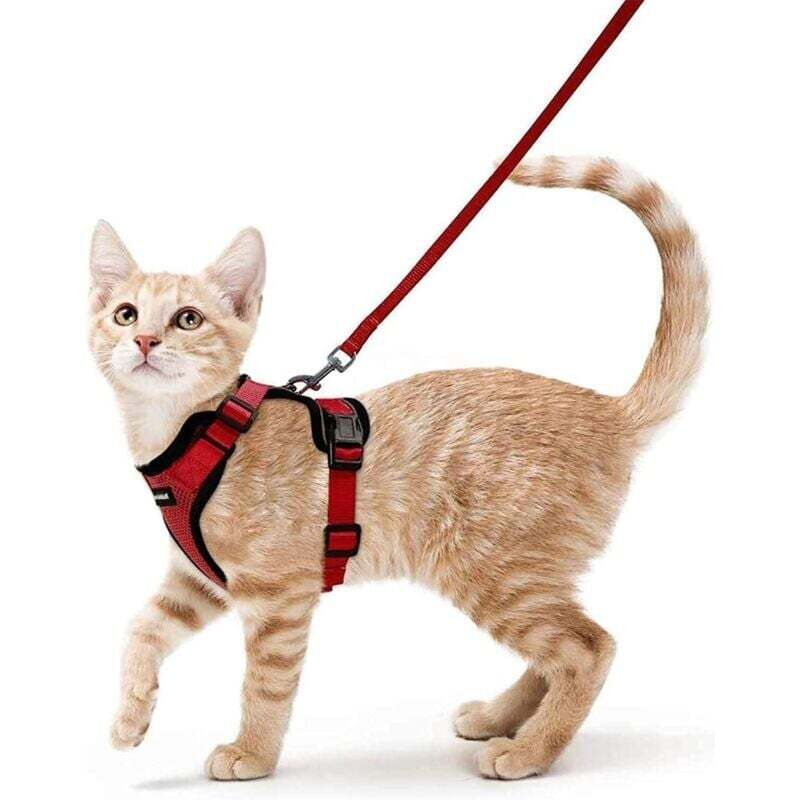 Harnais Chat Petit Chien Laisse Harnais Chaton Réglable Rouge XS Collier Harnai Chat Refléchissant Gilet Respirant pour Lapin, Chat Européen, Maine