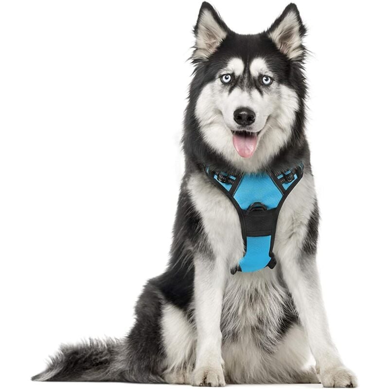 Harnais Chien xl Arnais Bleu Clair Anti Traction Réfléchissant Gilet Réglable pour Chien Grand Taille, Attache Devant Crochet de Laisse pour Trajet
