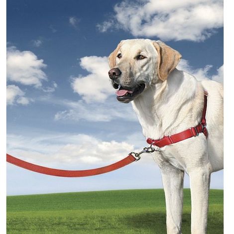 Harnais éducation Easy Walk pour chien Désignation : Harnais Noir Taille : L PetSafe 3336