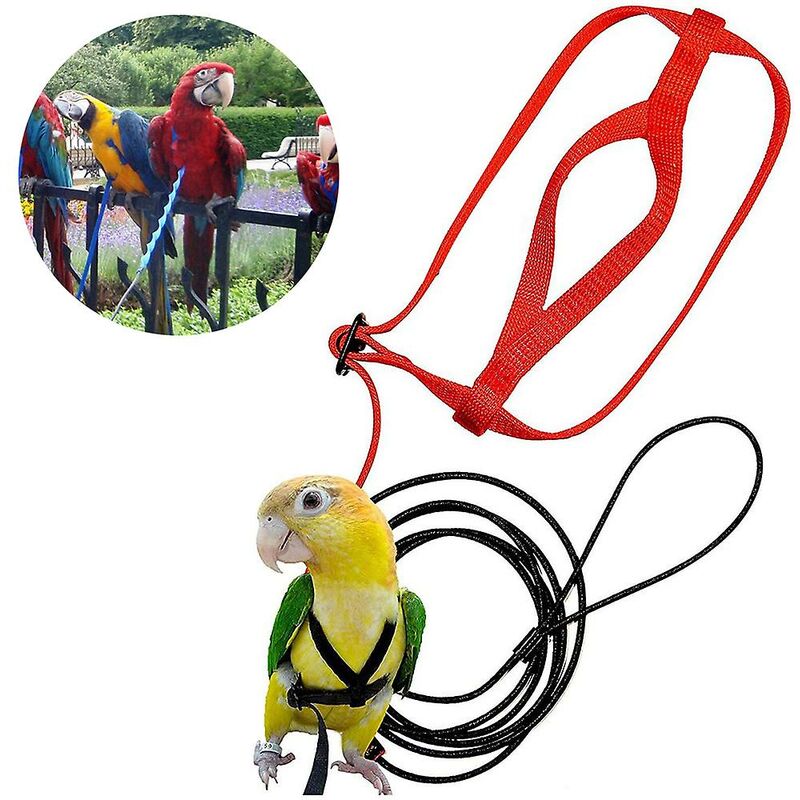 Harnais pour oiseaux de compagnie Harnais pour oiseaux perroquet réglable Laisse Corde d'entraînement anti-morsure pour animaux de compagnie Harnais