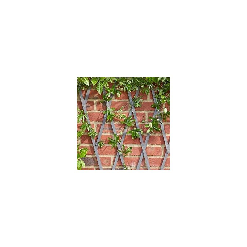 Marco Paul - Heavy Duty Plant Support Wooden Expanding Trellis for Climbing Plants Garden Decoration Outdoors Extend or Shorten Support Climbing