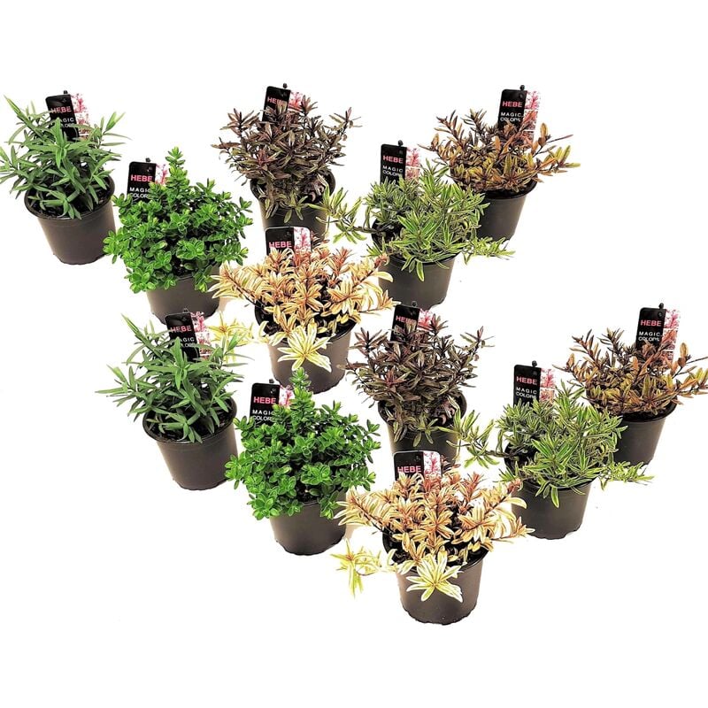 Plant In A Box - Hebe pinguifolia - Mélange de 12 - Arbuste - Pot 10,5cmcm - Hauteur 15-20cm - Violet