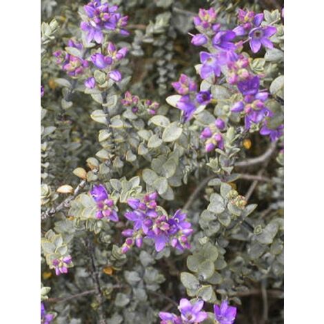 Hébé, Véronique arbustive pineleoïdes 'Quicksilver' Godet de 8/9 cm