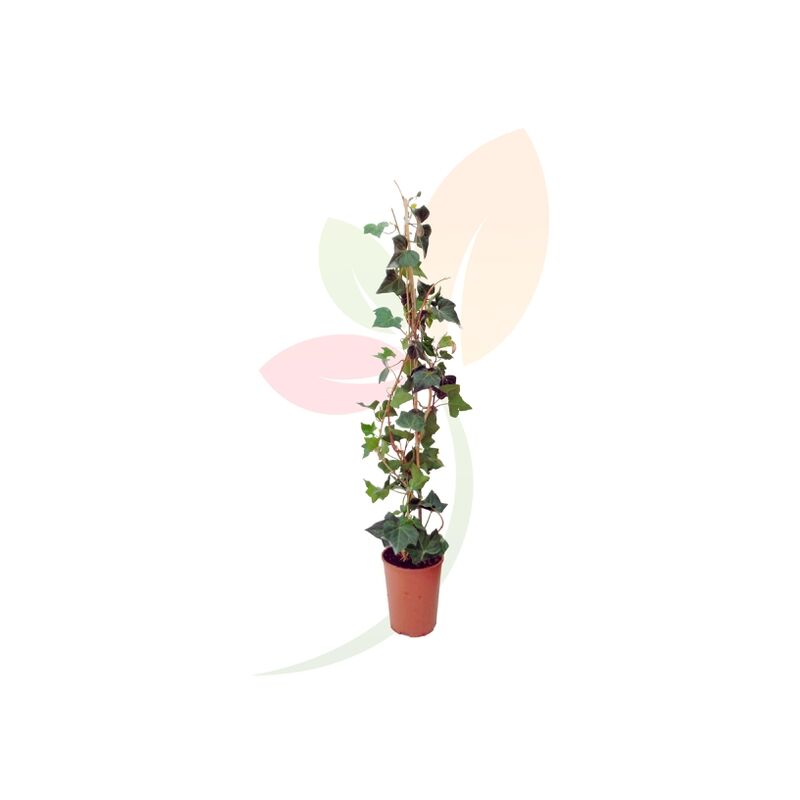 

Hedera Canariensis Verde - Verde