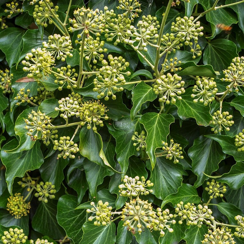 Hedera helix Arborescens - Lierre arbustif - Jaune