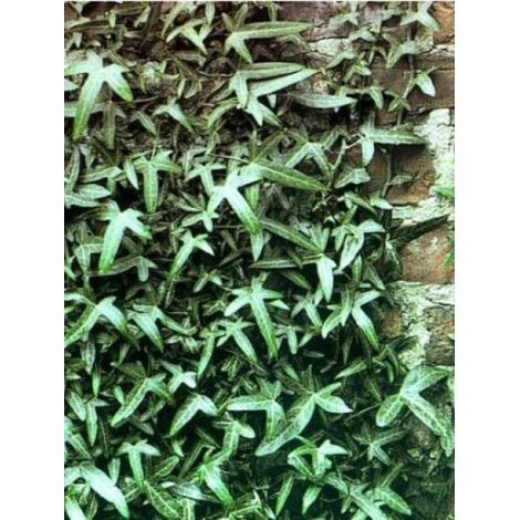 Hedera helix 'Sagittifolia' Godet de 8/9 cm