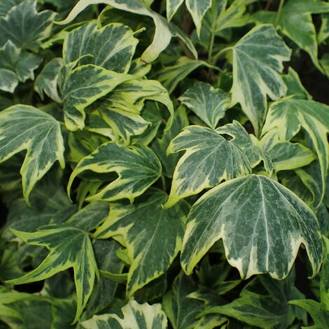 Hedera Helix Variegata - Pianta Vera di Edera Rampicante - Kentis