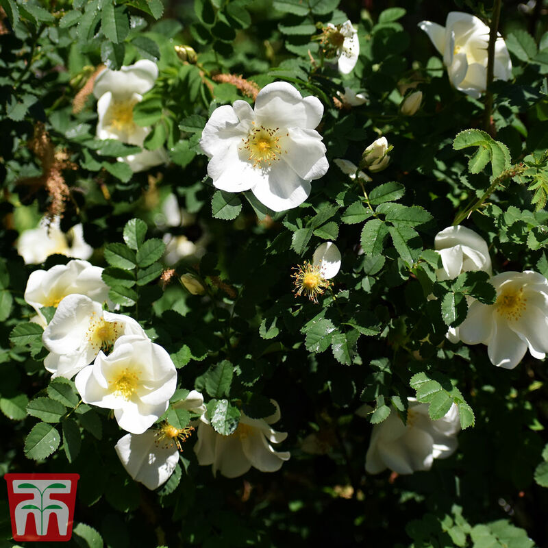 Hedge Ramanas rose White (Rosa rugosa alba) 10 bare root plant plants
