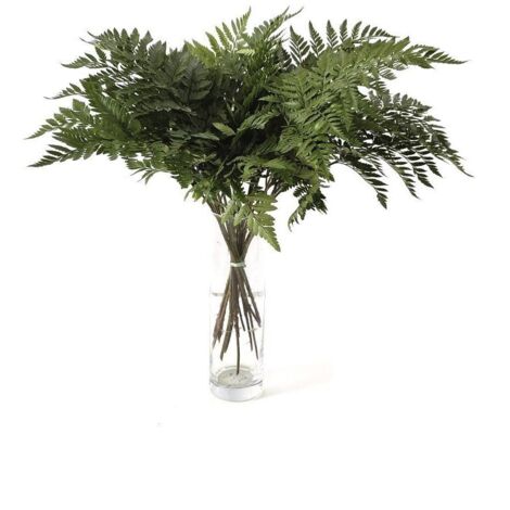 Helecho de Cuero  Flor Natural  Ramo de 20 tallos  Verde  60cm de alto