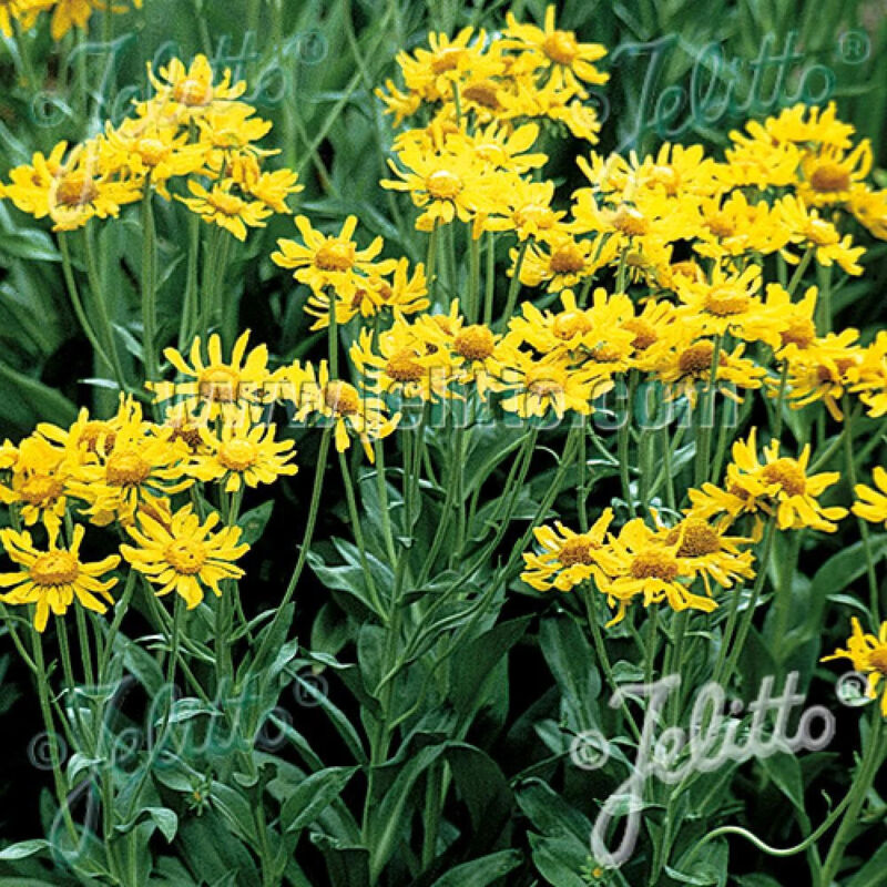 Hélénie de Hoopes, Helenium/Godet