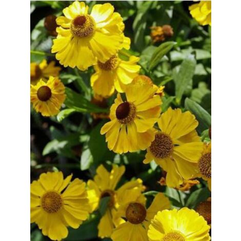Hélénie 'El Dorado' Godet de 8/9 cm