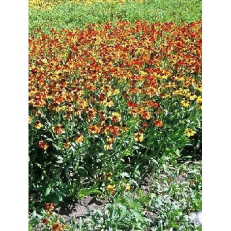 Hélénie 'Moerheim Beauty' Godet de 8/9 cm
