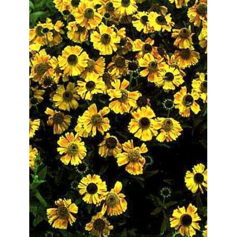Hélénie 'Windley' Godet de 8/9 cm
