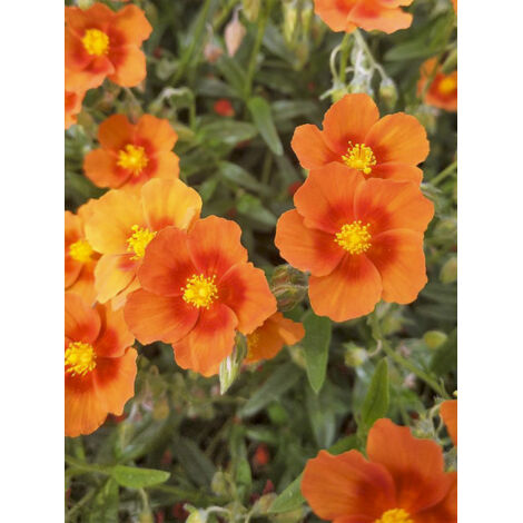 Hélianthème 'Ben Alder' Godet de 8/9 cm