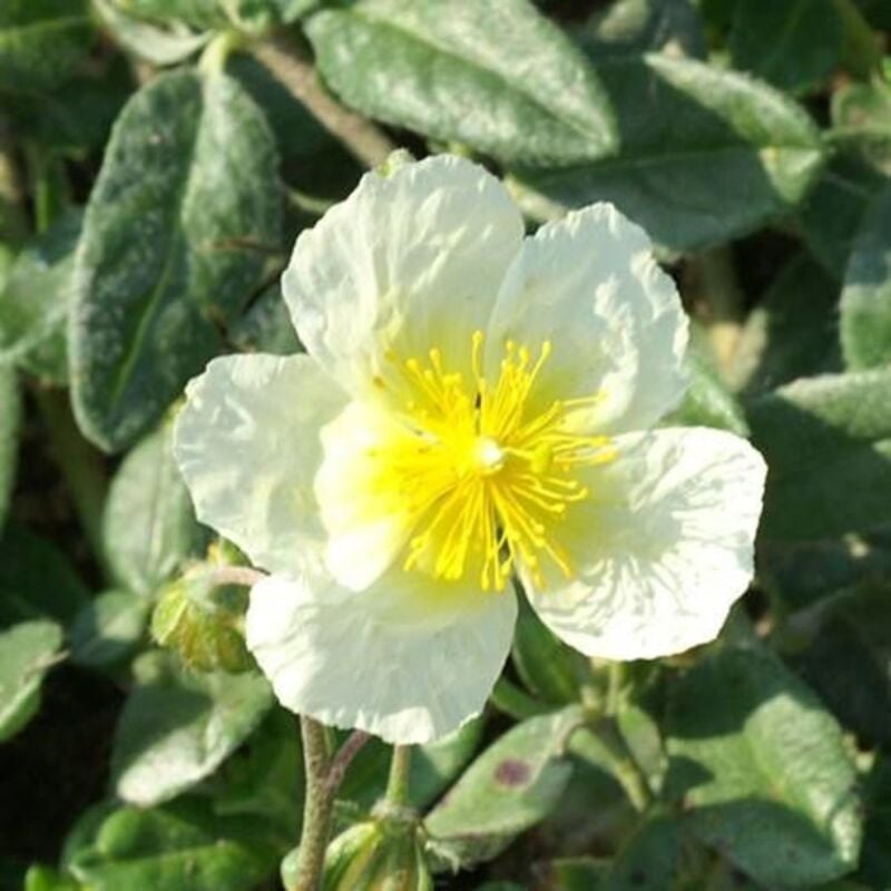 Hélianthème Elfenbeinglanz/Lot de 5 godets - Jaune