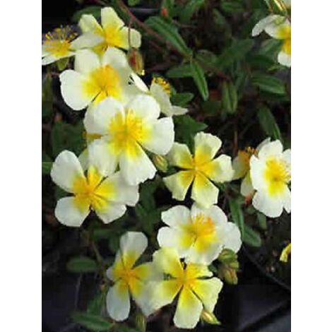 Hélianthème 'Elfenbeinglanz' Godet de 8/9 cm