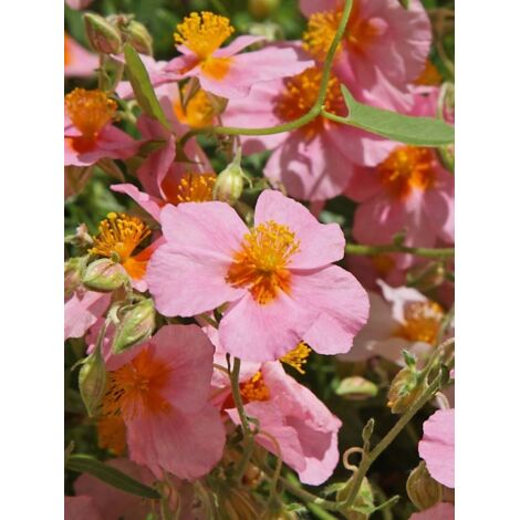 Hélianthème 'Lawrenson's Pink' Godet de 8/9 cm