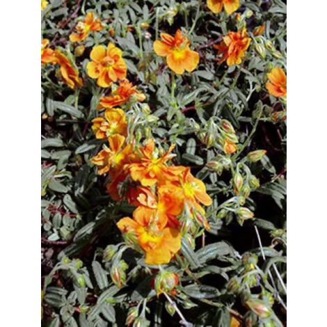 Hélianthème 'Orange Double' Godet de 8/9 cm