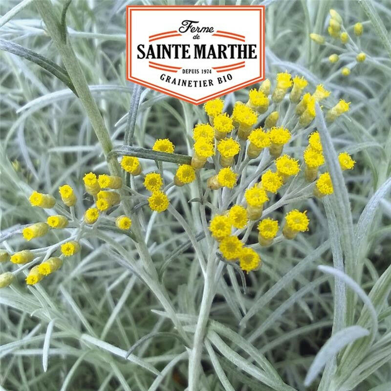 La Ferme Sainte Marthe - Helichryse plante Curry - 250 graines