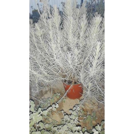 Helichrysum Italicum v17