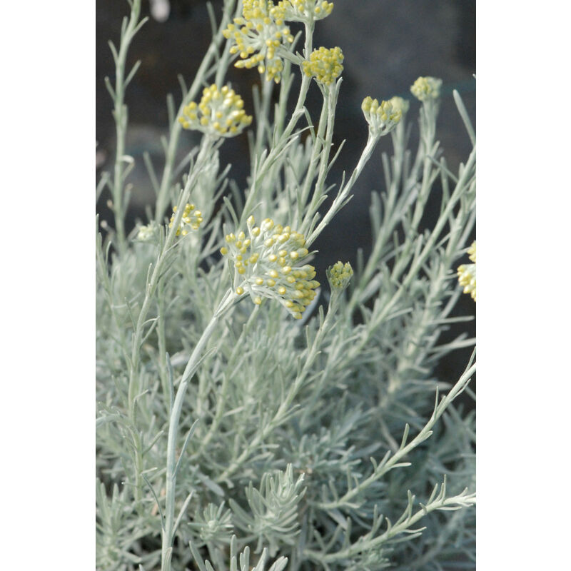 Helichrysum 'Korma' Taille du pot - 3L