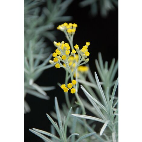 Helichrysum serotinum Taille du pot - Pot de 3 Litres