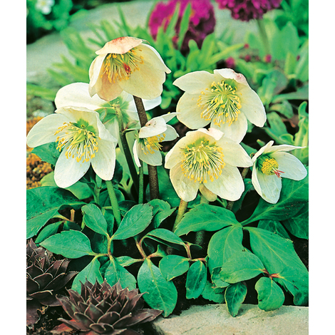 Hellebore Blanc Rose De Noël Le Pot De 2 Litres Blanc Pour Massifs Et Fleurs à Couper