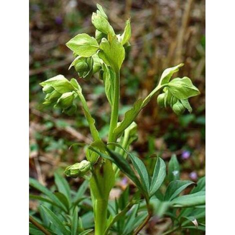 Hellébore fétide Godet de 8/9 cm