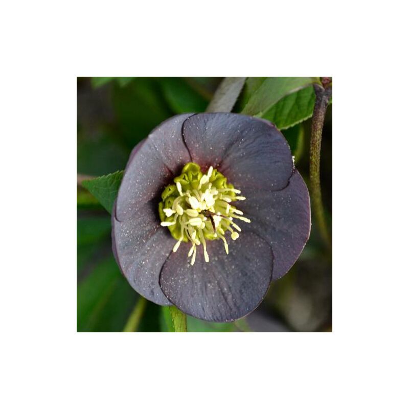 Hellébore orientale Wilgenbroek Slaty Blue | Conditionnement: Lot de 9 godets