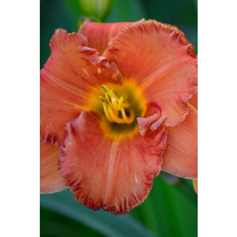 Hémérocalle 'Wyoming wild fire' Taille du pot - 2L