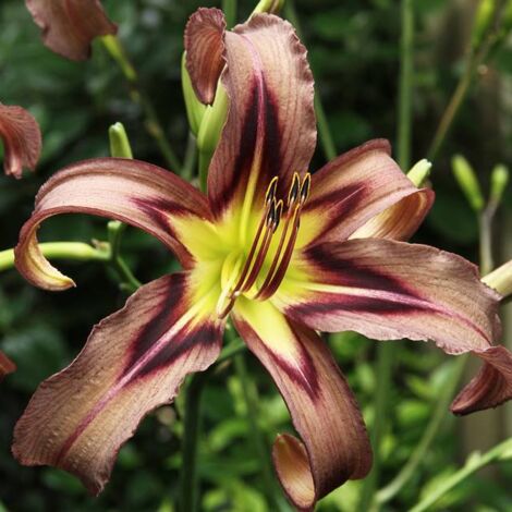 Hemerocallis Hemerocallis Black Arrowhead 1 pz.
