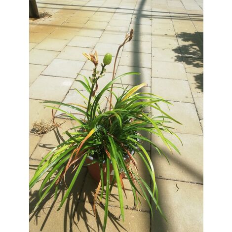 Hemerocallis-Stella de Oro v17