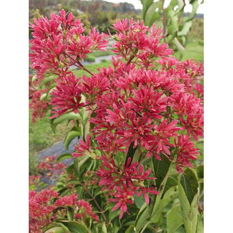 Heptacodium 'Temple of Bloom' Pot de 4L/5L