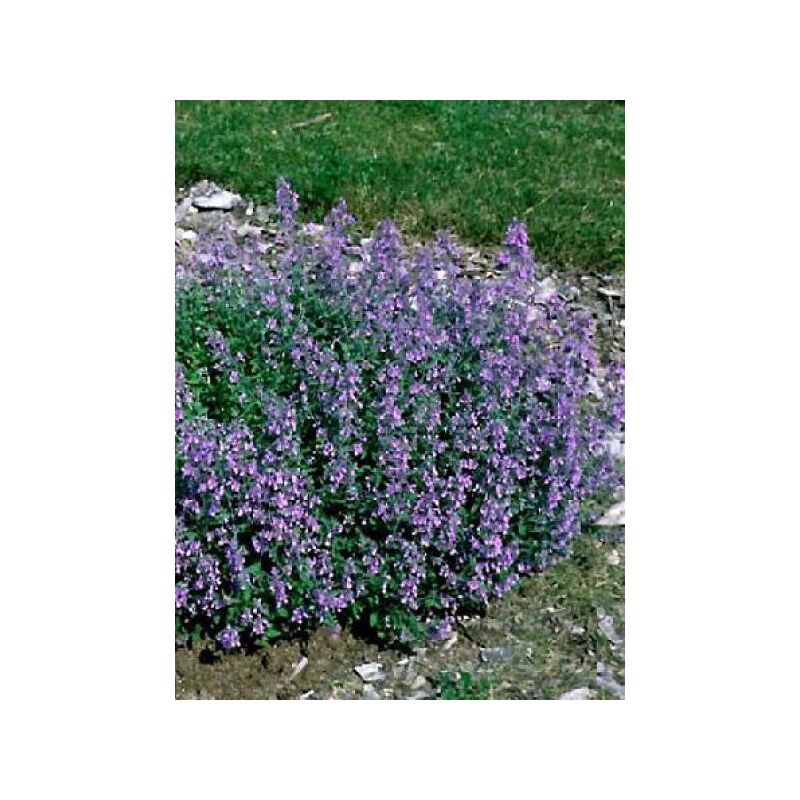 Herbe à chat, Chataire Godet de 8/9 cm