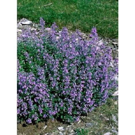 LE JARDIN DU PIC VERT Herbe à chat, Chataire Godet de 8/9 cm