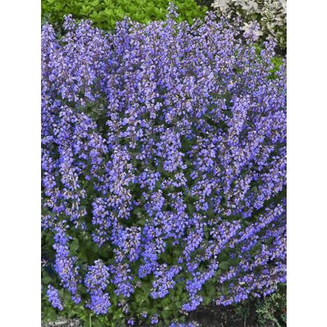 Herbe à chat, Chataire 'Purrsian Blue' Godet de 8/9 cm