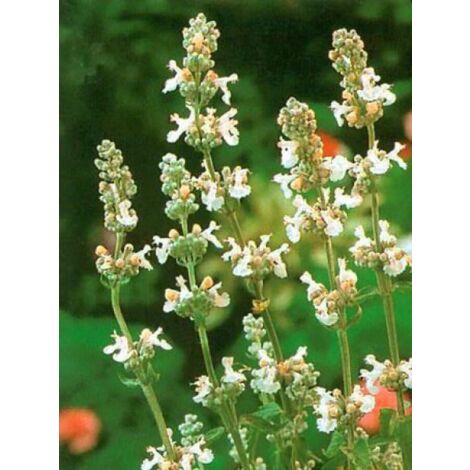 Herbe à chat, Chataire 'Snowflake' Godet de 8/9 cm