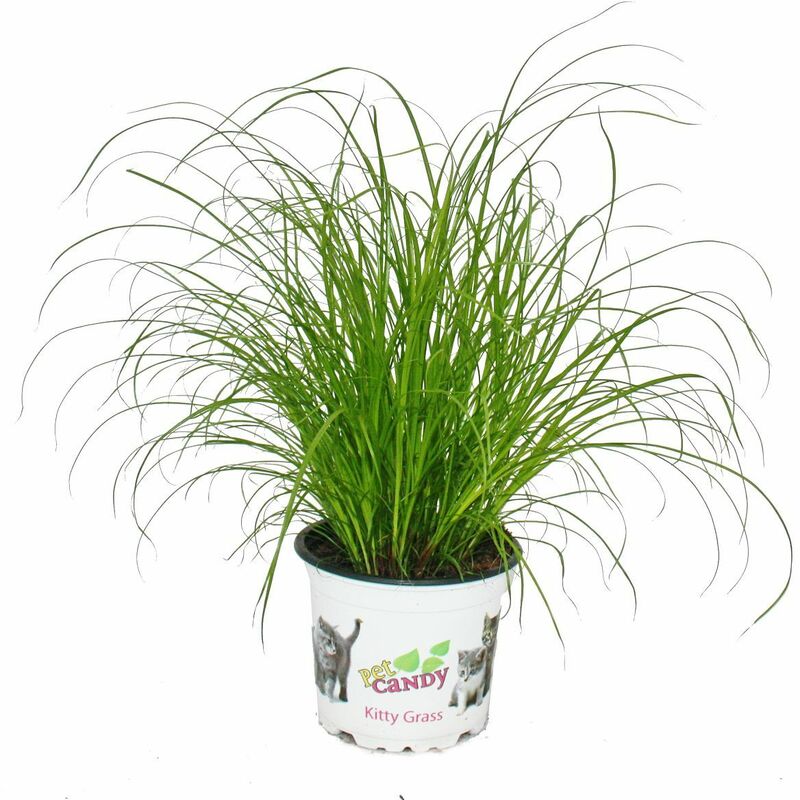 Herbe à chat - Cyperus alternifolius - 3 plantes - pour le soutien digestif des chats
