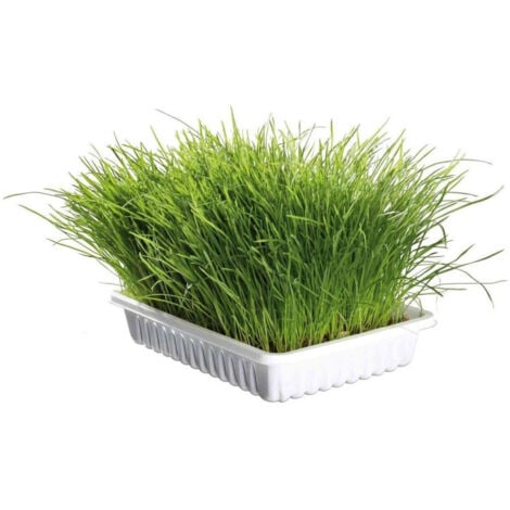 Herbe dépurative naturelle pour chats - ZOLUX