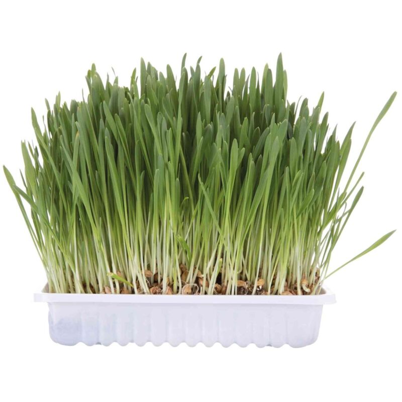 Herbe à chat, barquette de 100g - Trixie - TR-4235