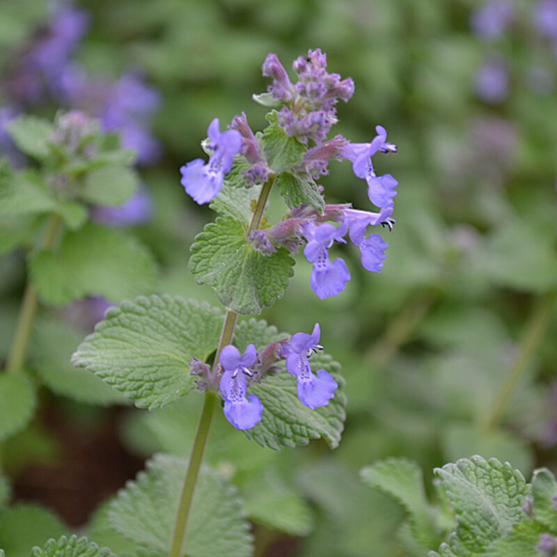 4 x Herbe à chat - Nepeta faassenii - godet 9x9 cm