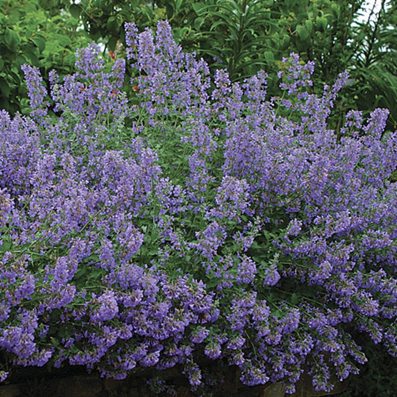 4 x Herbe à chat - Nepeta faassenii 'Walker's Low' - godet 9x9