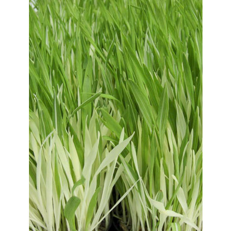 Herbe à chat, Orge 'Variegata' le sachet de 100 graines (3g)