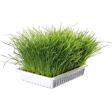 Herbe à chat tendre 100 g en barquette - animallparadise