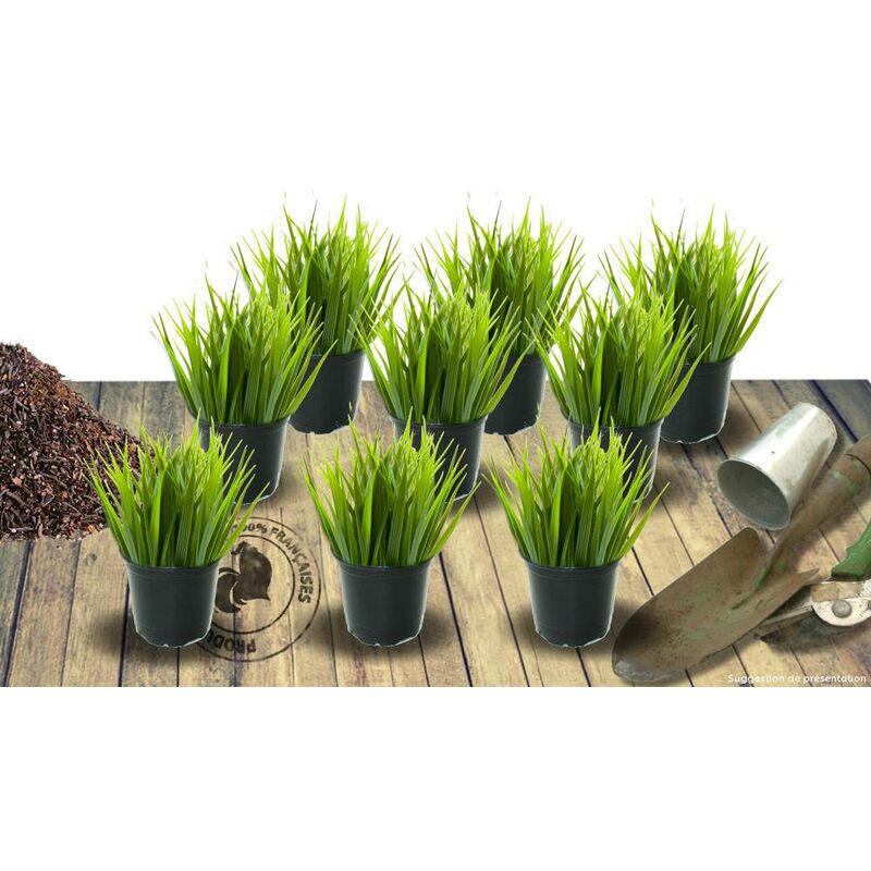 Plantes Avenue - Herbe à éléphant giganteus | Conditionnement: Lot de 9 godets
